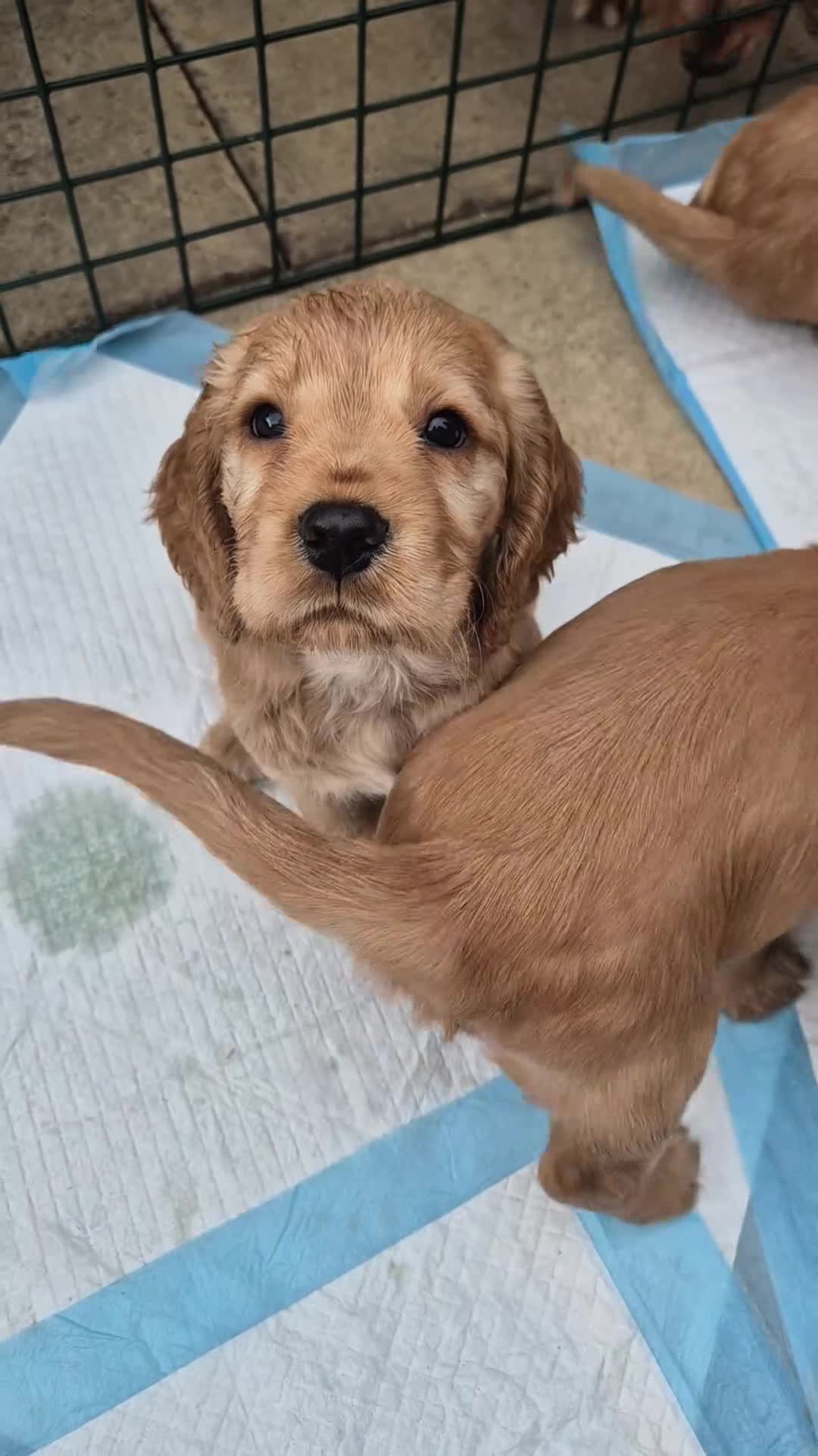 Cocker Spaniel dogs for sale: Beautiful cocker spaniels - Video 4
