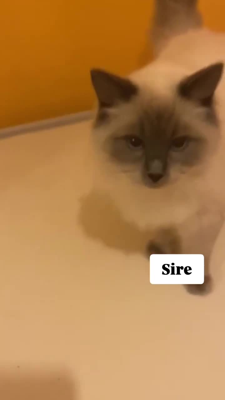Ragdoll cats for sale: Purebred Ragdoll Kittens Looking for Forever Homes - Video 4