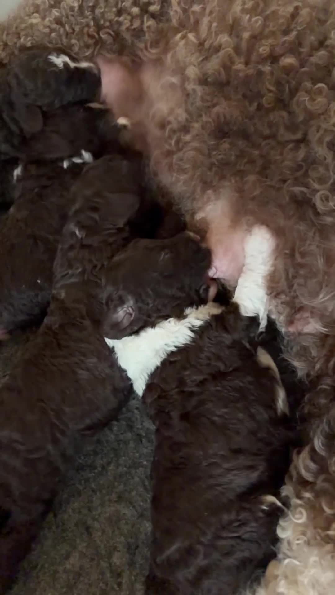 Spanish Water Dog dogs for sale: KC Spanish Water Dog Pups-Coastal Raised with ENS  - Video 1