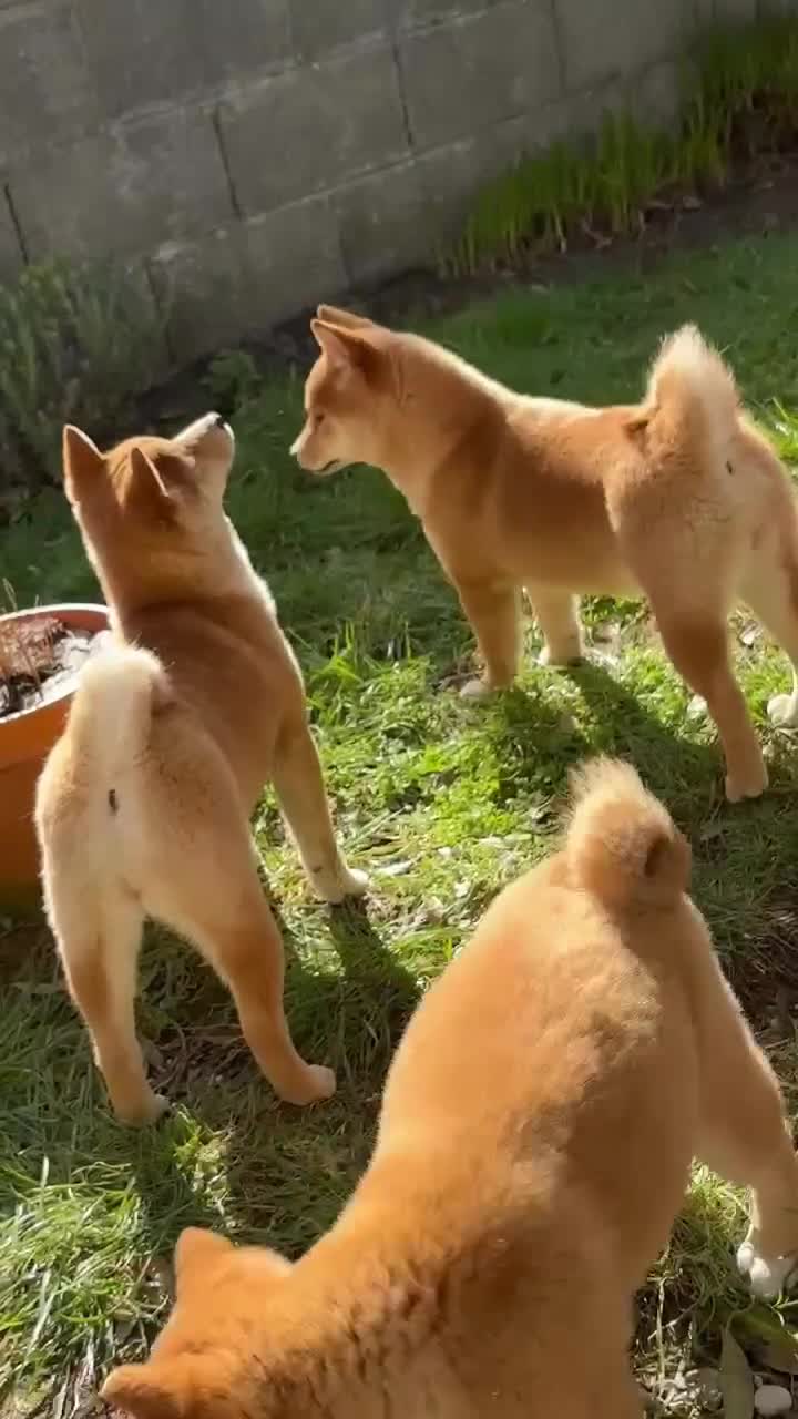 Japanese Shiba Inu dogs for sale: KC Registered Shiba Inu puppies in Forfar now ❣️ - Video 1