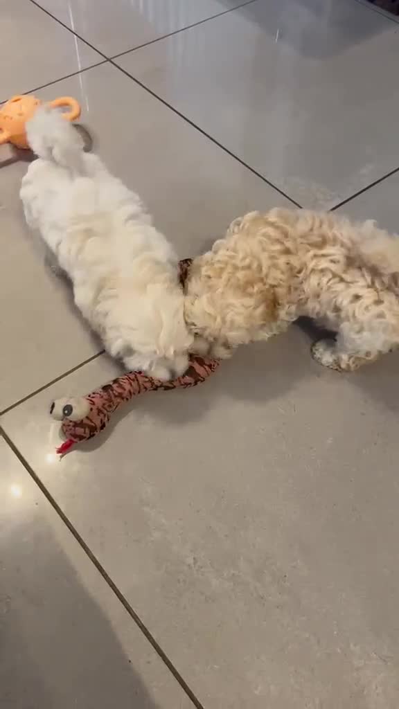 Maltipoo dogs for sale: 2 beautiful male Maltipoos (white and cream) in Stoke-on-Trent - Video 1