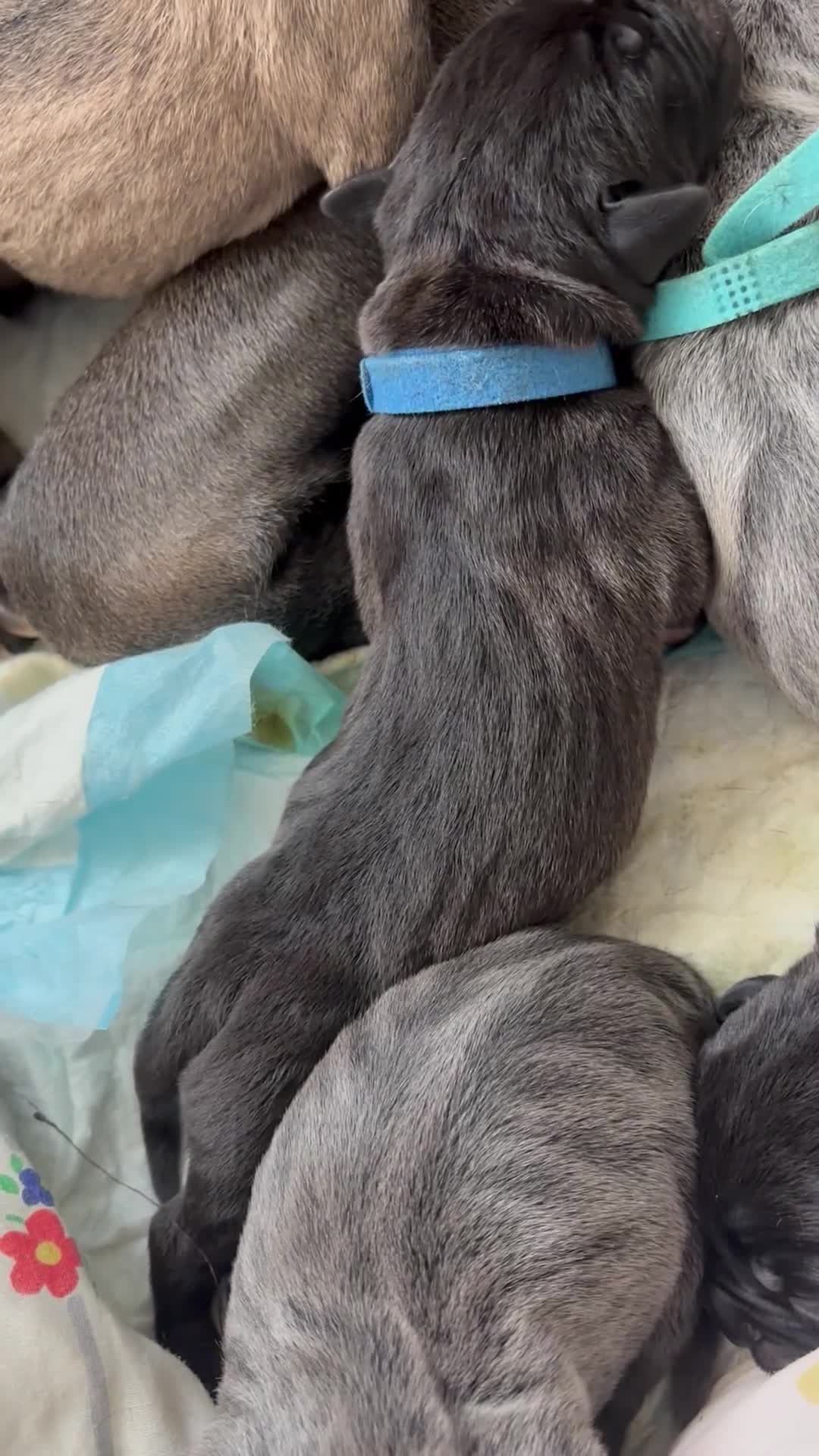 Mixed Breed dogs for sale: XLCane CorsoxBoerboel Pups Ready for Loving Homes in South Croydon - Video 1