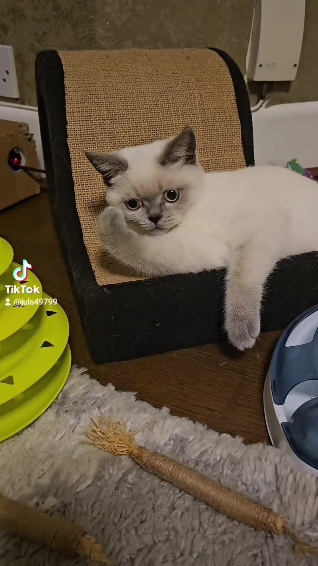 Scottish Fold cats for sale: 😻SF pedigree TICA 😸 BOTH for £1000😸 - Video 3