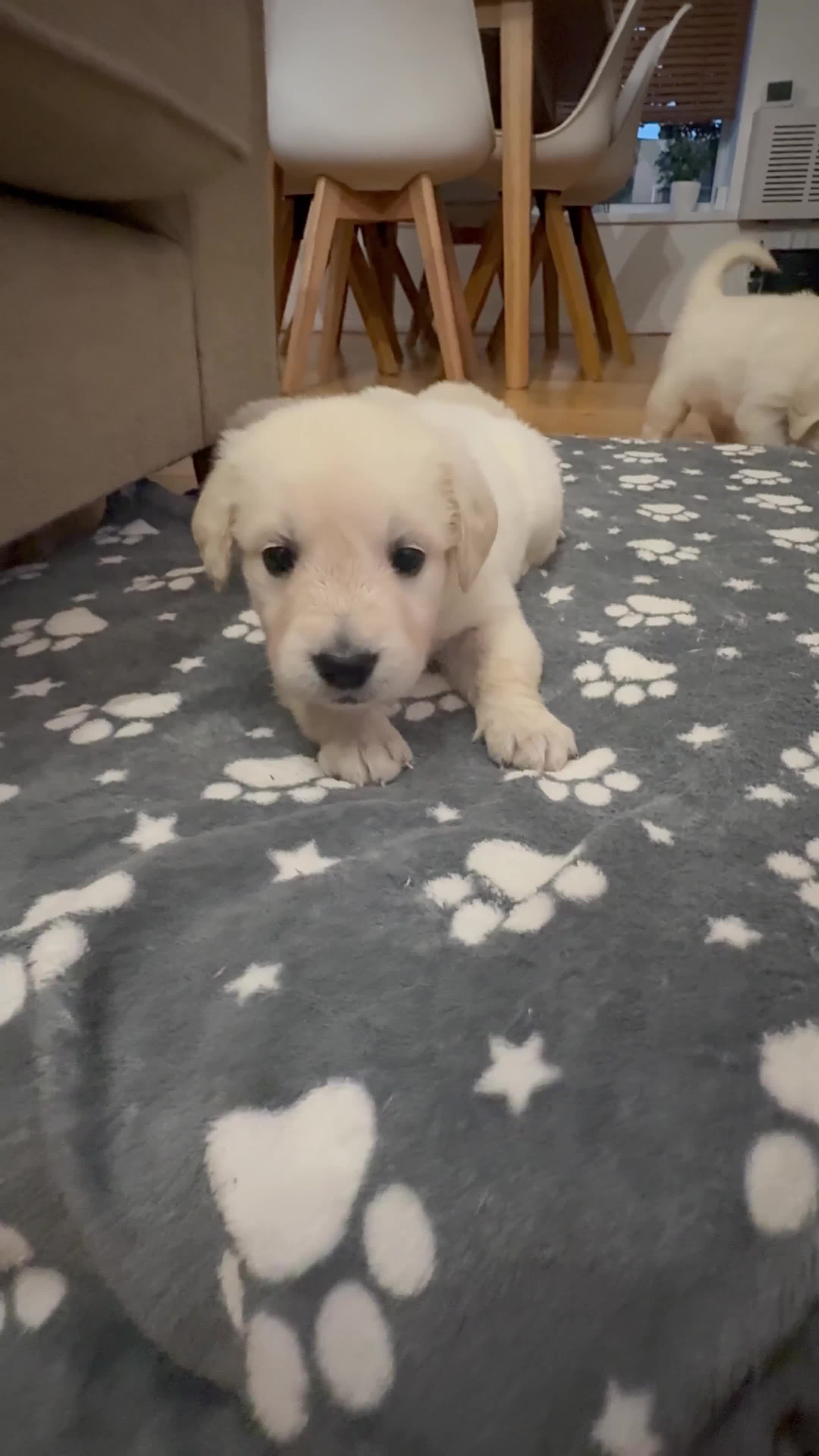 Golden Retriever dogs for sale: 1 LEFT *Ready to Go* Golden Retriever puppies 🐾 - Video 2