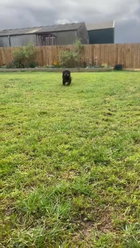 Dachshund dogs for sale: Standard Black & Tan dachshund (boy) - Video 1