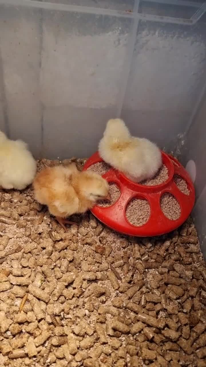 Chickens poultry for sale: Light Sussex & Rhode Island Red Chicks – Unsexed - Video 1