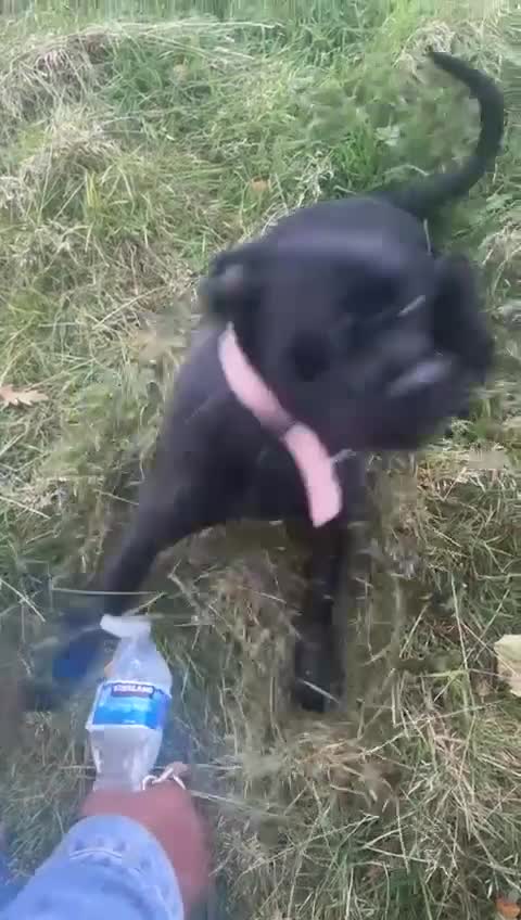 Cane Corso dogs for sale: Miss Chyna  - Video 1