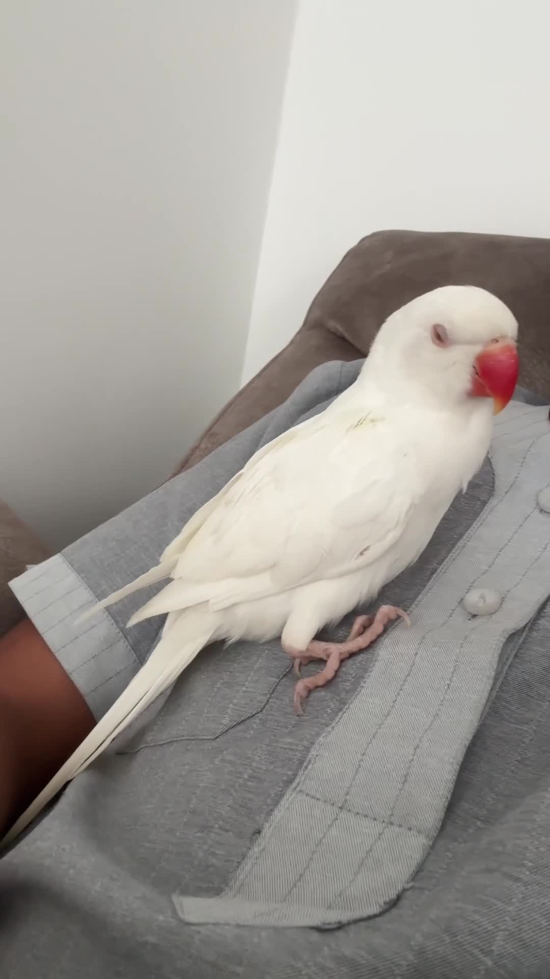 Ringnecks birds for sale: White Indian ring neck tame - Video 1
