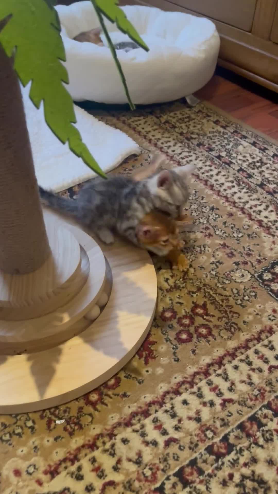 Bengal cats for sale: 💎💎💎 Luxury Bengal Kittens Available  - Video 1