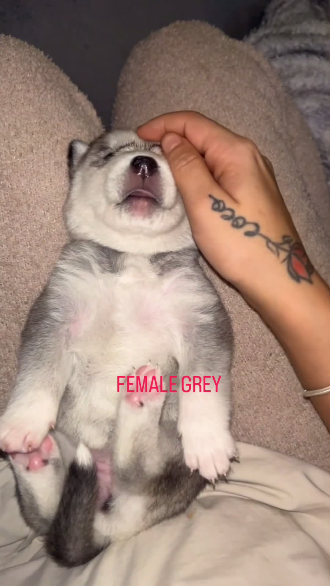 Siberian Husky dogs for sale: STUNNING PURE SIBERIAN HUSKY PUPPIES  - Video 2