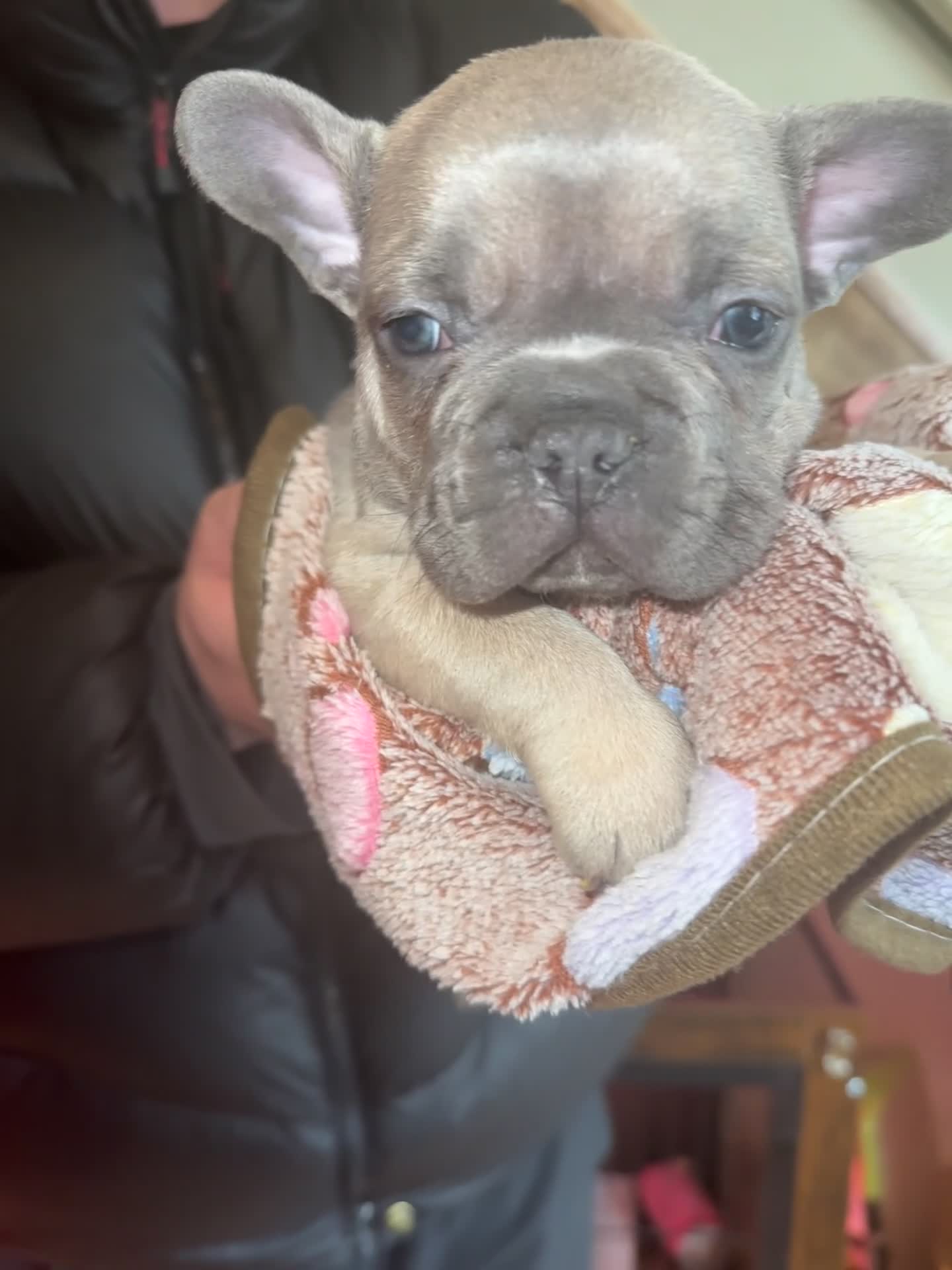 French Bulldog dogs for sale: French bulldog puppies in Chorley - Video 2