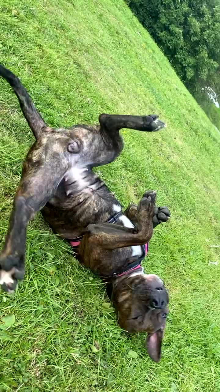 Mixed Breed dogs for sale: Roxy Cane corso cross staffy - Video 3