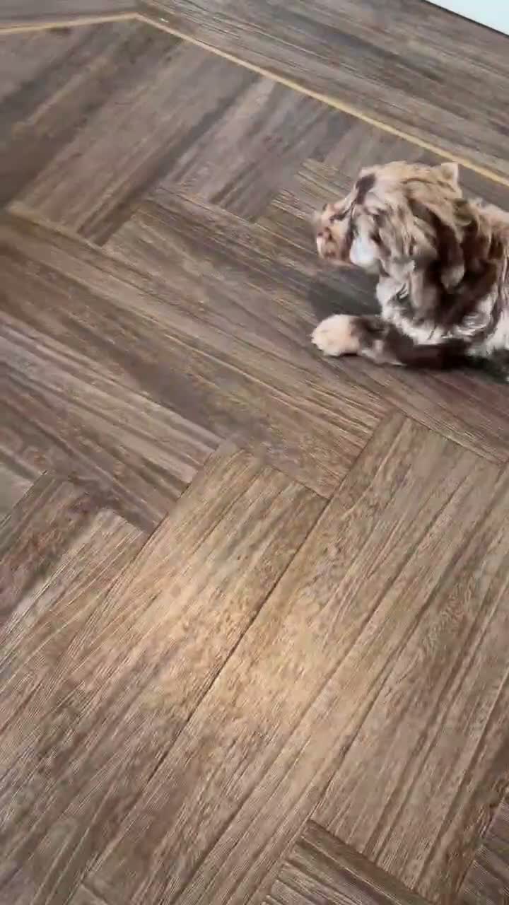 Cockapoo dogs for sale: Super Quality Cockerpoos  - Video 2