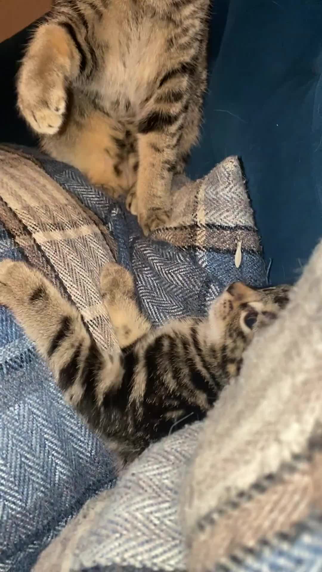 Bengal cats for sale: Beautiful bengal cross Russian blue tabby girl  - Video 1