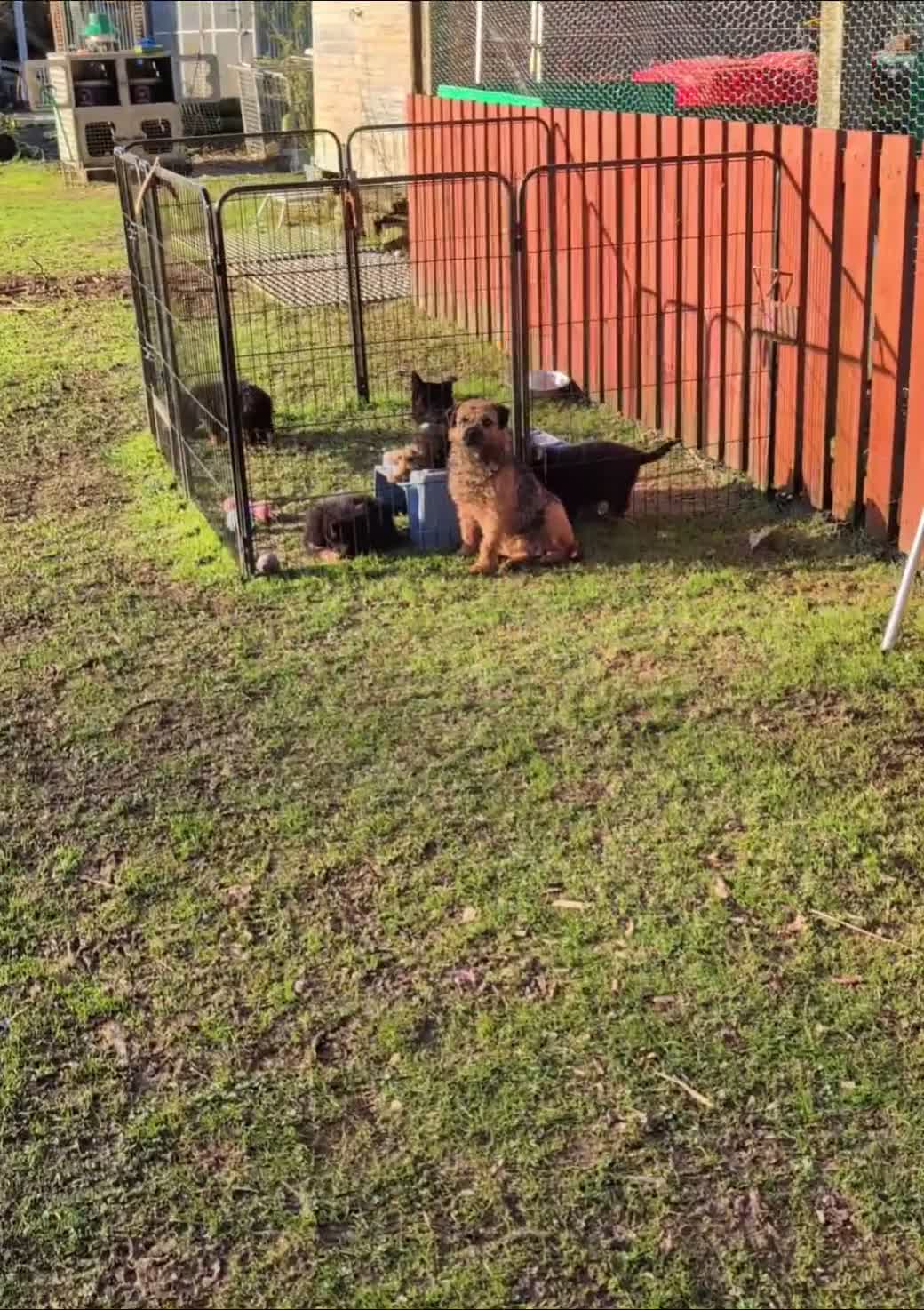 German Shepherd dogs for sale: Adorable Czech Shepherd Boys - Video 2