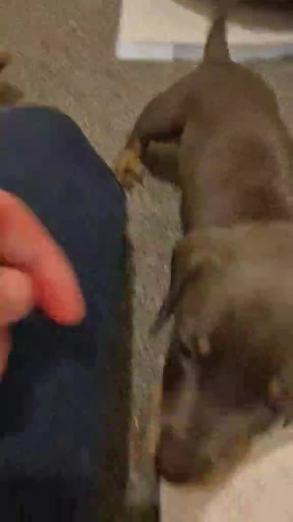 Miniature Dachshund dogs for sale: KC Dachshund puppies  - Video 3