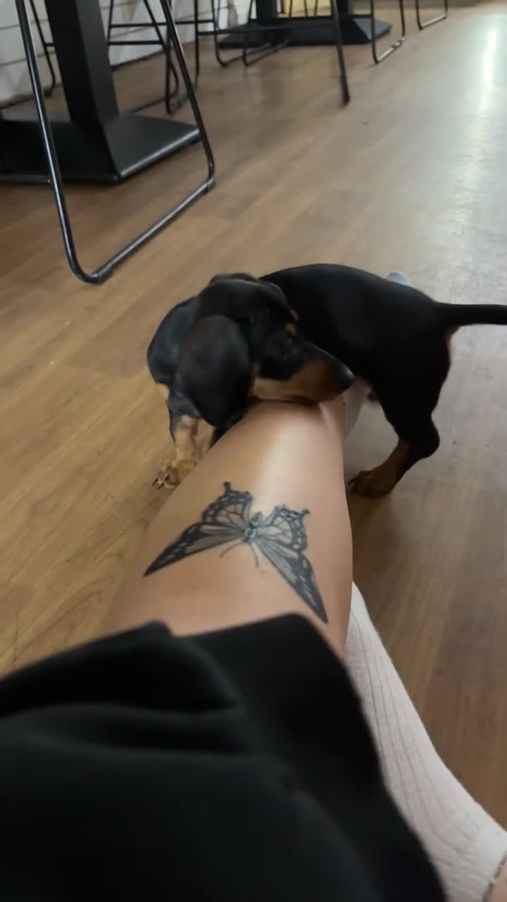 Dachshund dogs for sale: Female dachshund puppy  - Video 3