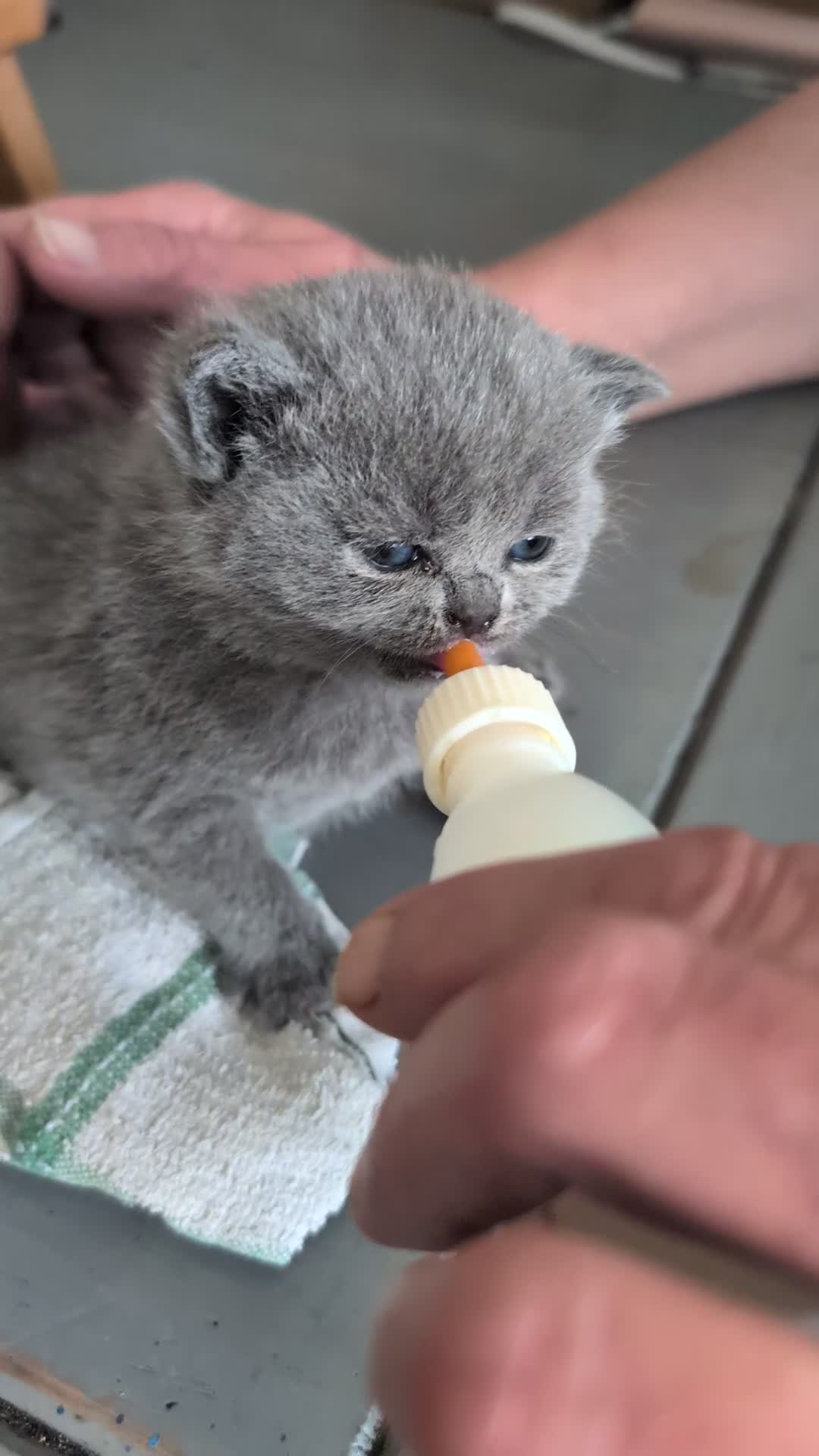 British Shorthair cats for sale: British Short Hairs And White BSH - Video 1