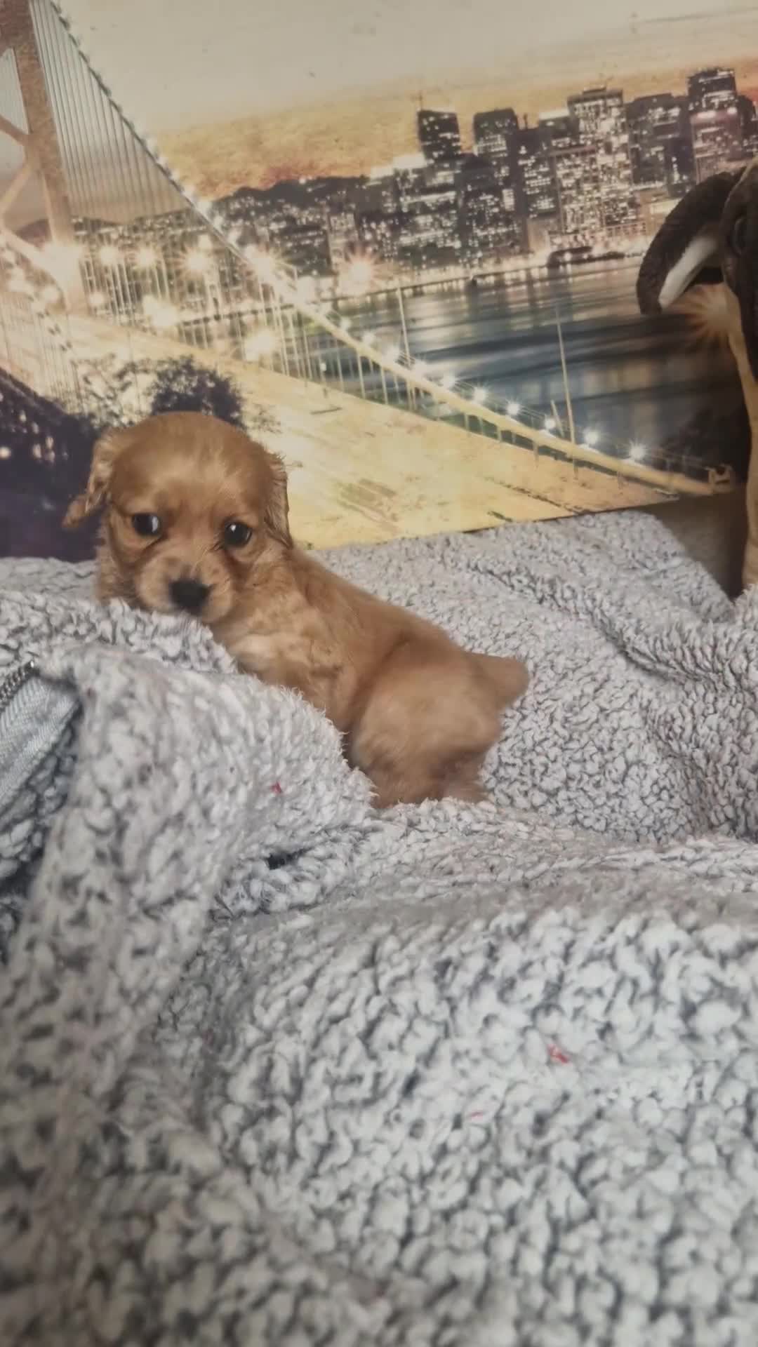 Cockapoo dogs for sale: 4 outstanding cockerpoos  - Video 4