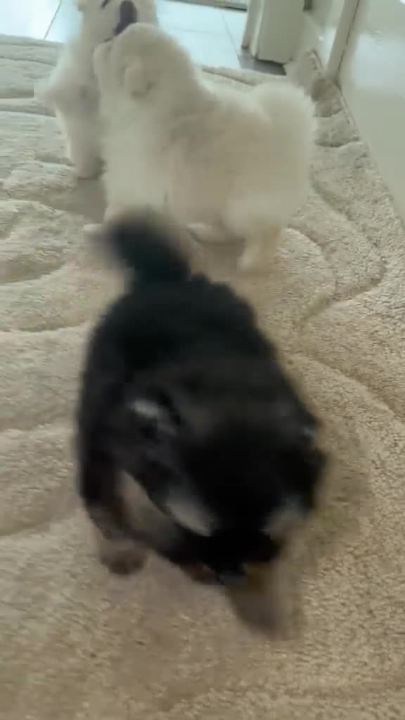 Pomeranian dogs for sale: READY TO LEAVE - Video 1