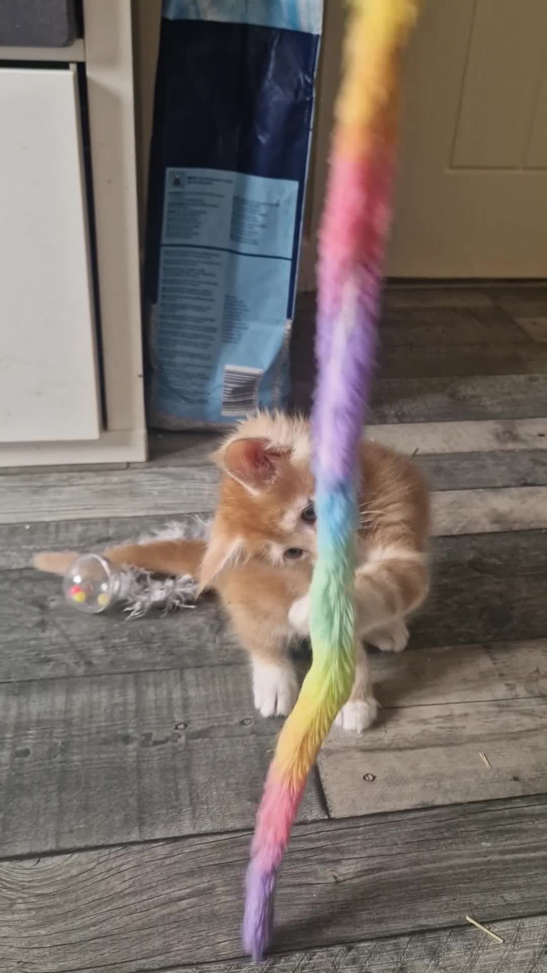 Maine Coon cats for sale: Beautiful TICA reg babies - Video 2