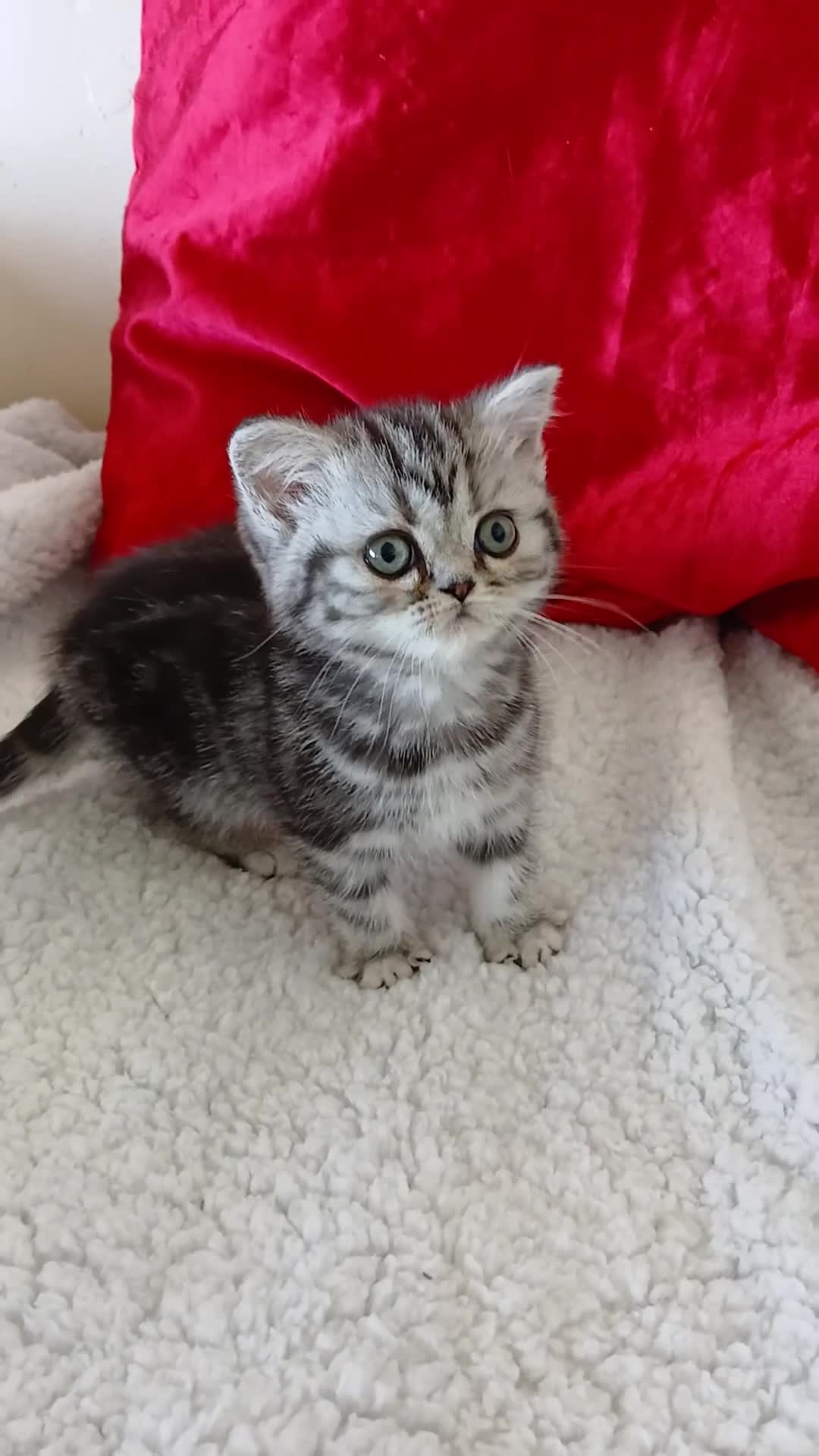 British Shorthair cats for sale: Bsh.  Silver  tabby - Girl. - Video 1