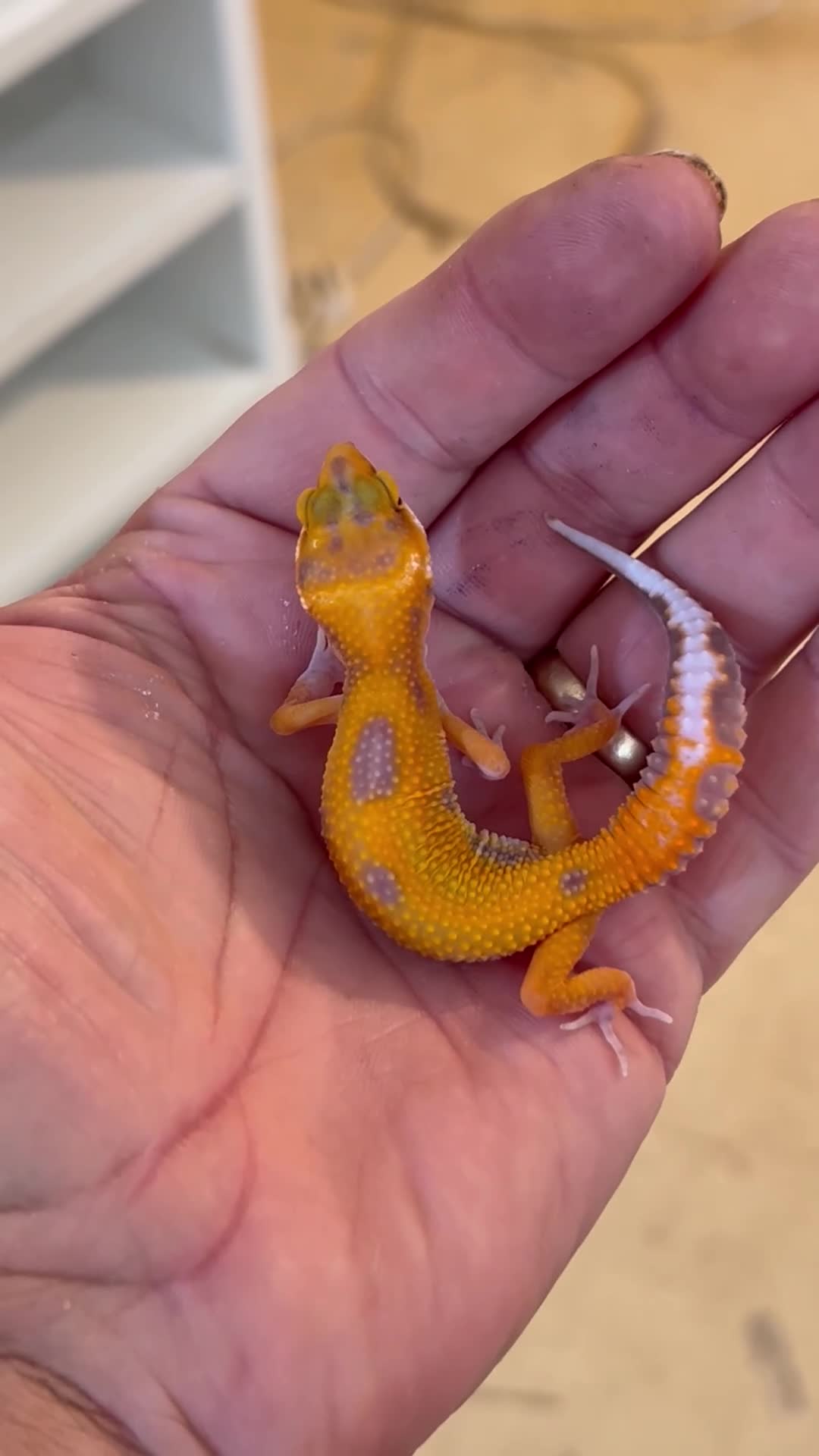 Leopard Gecko reptiles for sale: Leopard Gecko Babies - Video 2