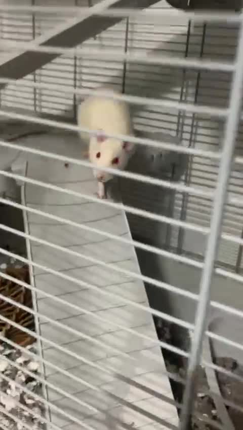 Rat rodents for sale: two baby boy rats plus cage and all equipment etc - Video 3