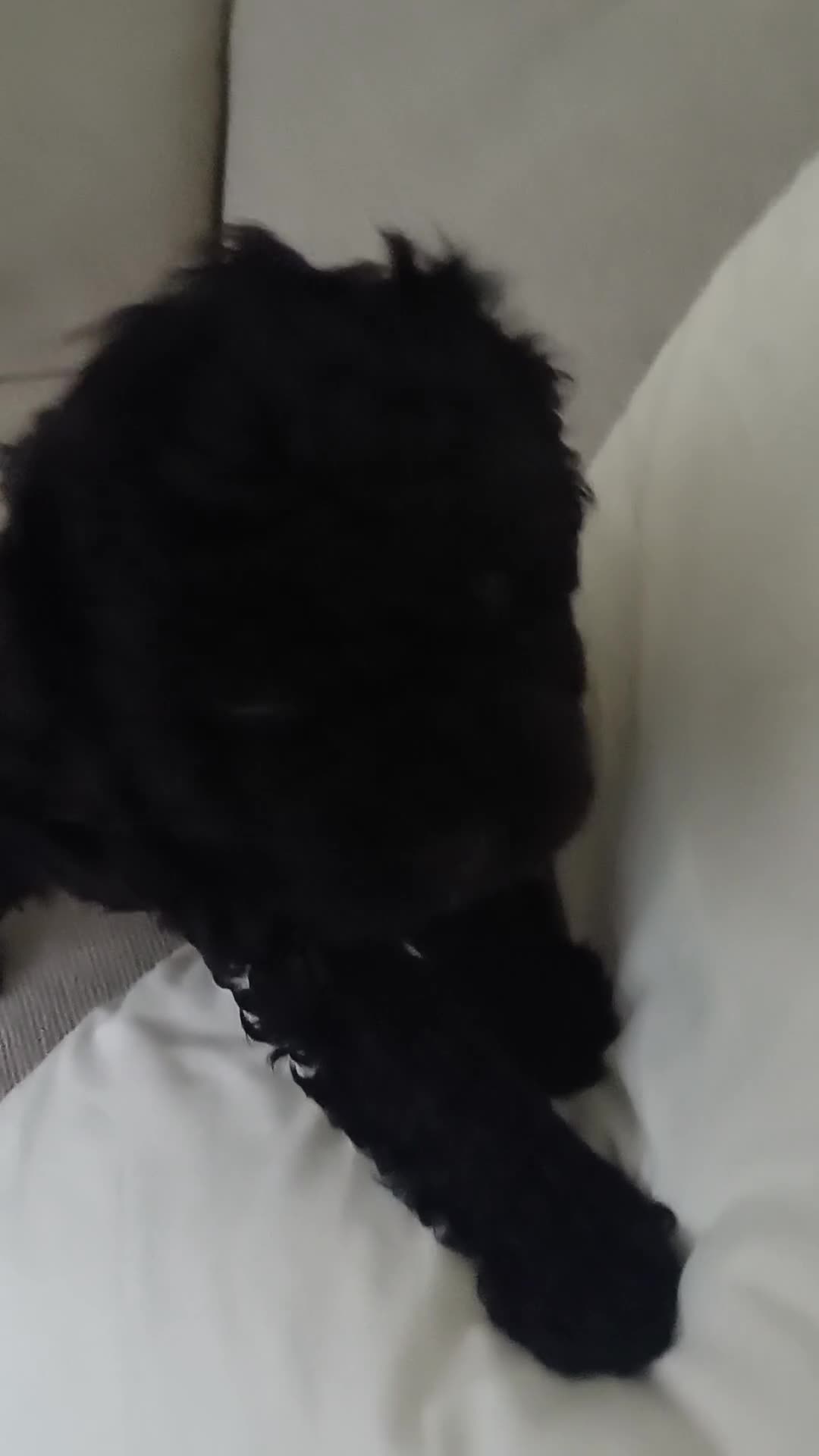 Mixed Breed dogs for sale: F2 Cavapoo puppies - NOW - Video 1