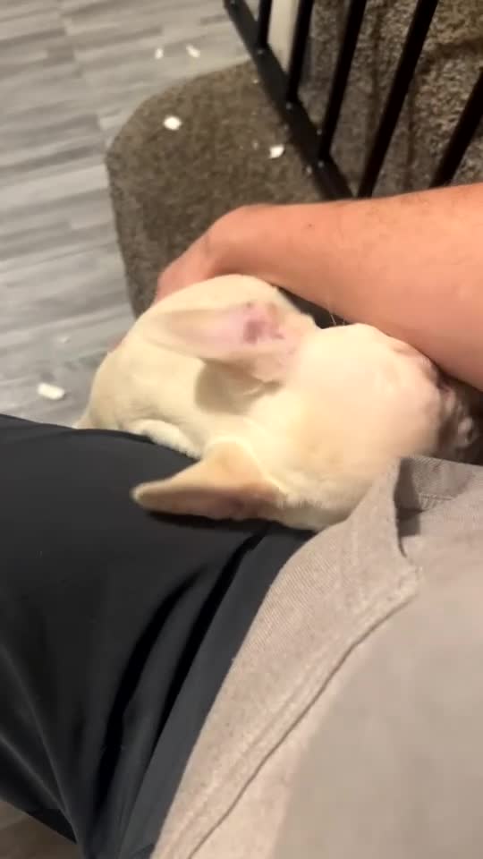 French Bulldog dogs for sale: French bulldog pups available (Reduced) - Video 1