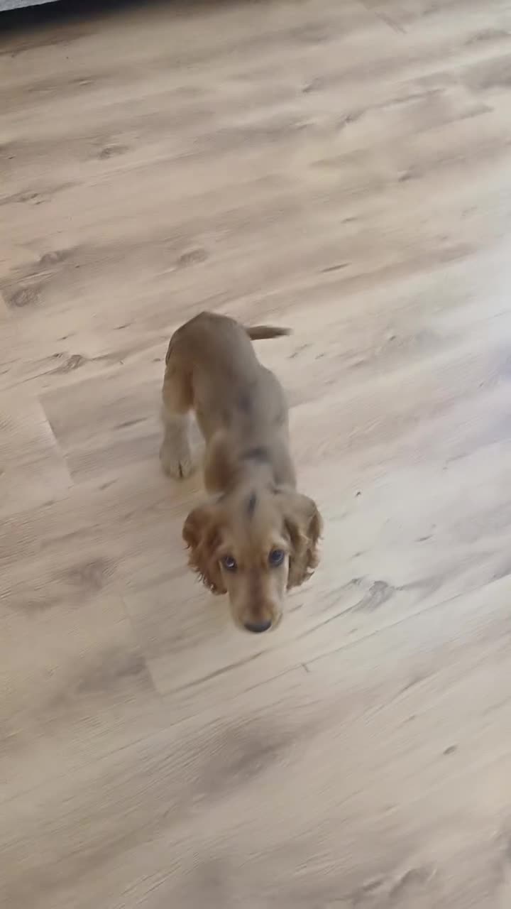 Cocker Spaniel dogs for sale: Last pup Show type cocker spaniel puppies  - Video 1