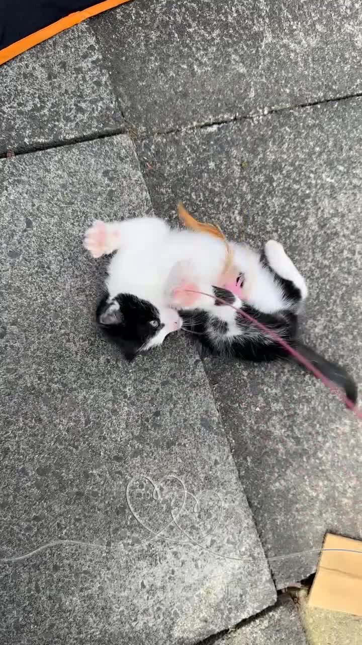 Domestic Shorthair cats for sale: Male kitten - Video 1
