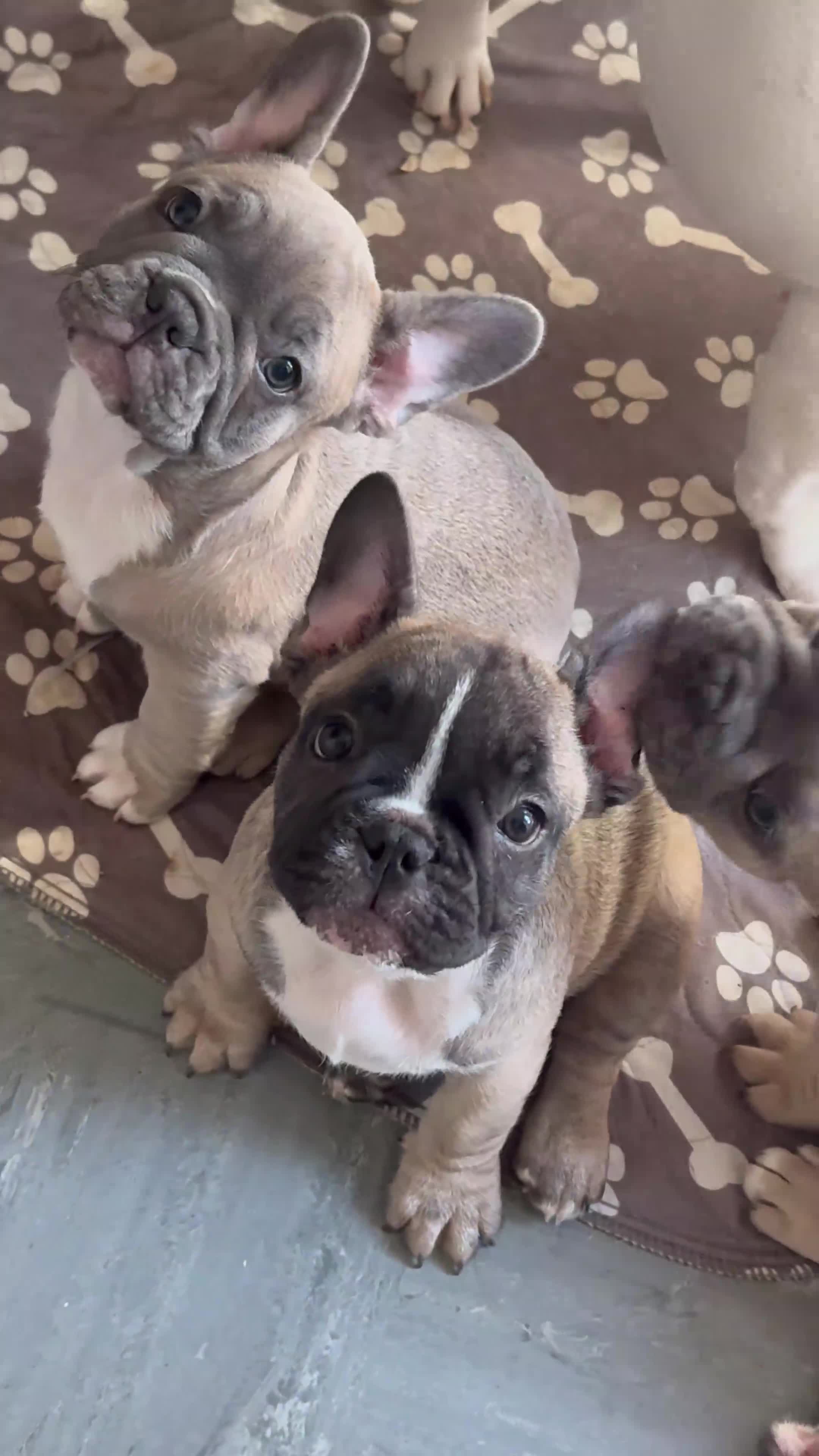 French Bulldog dogs for sale: French bulldogs puppies - Video 2