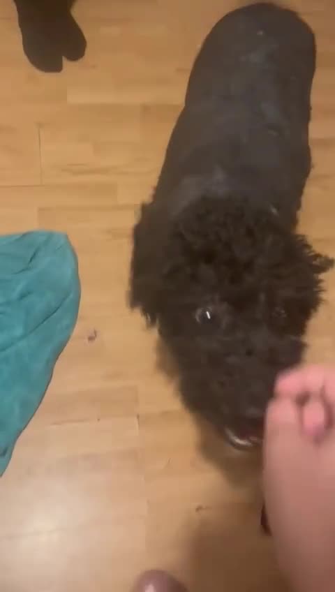Mixed Breed dogs for sale: Handsome Hero 😍🐾 - Video 1
