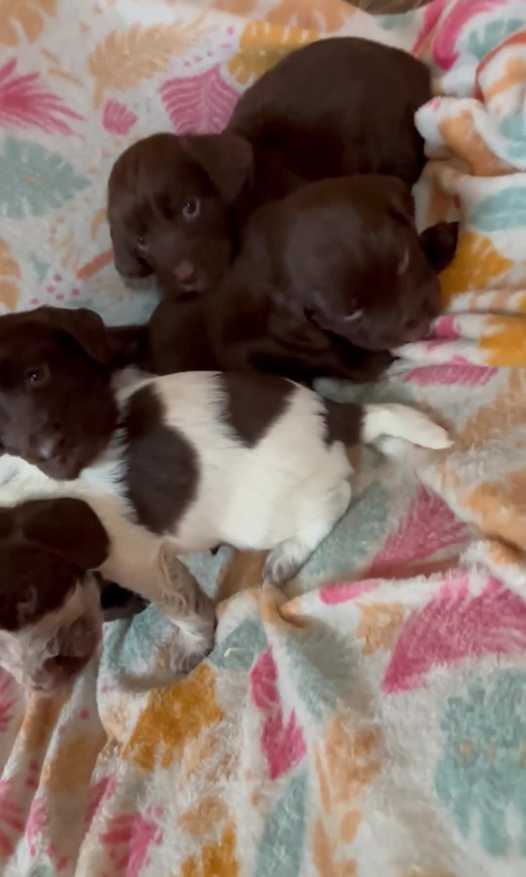 Cocker Spaniel dogs for sale: Cocker spaniel puppies - Video 1