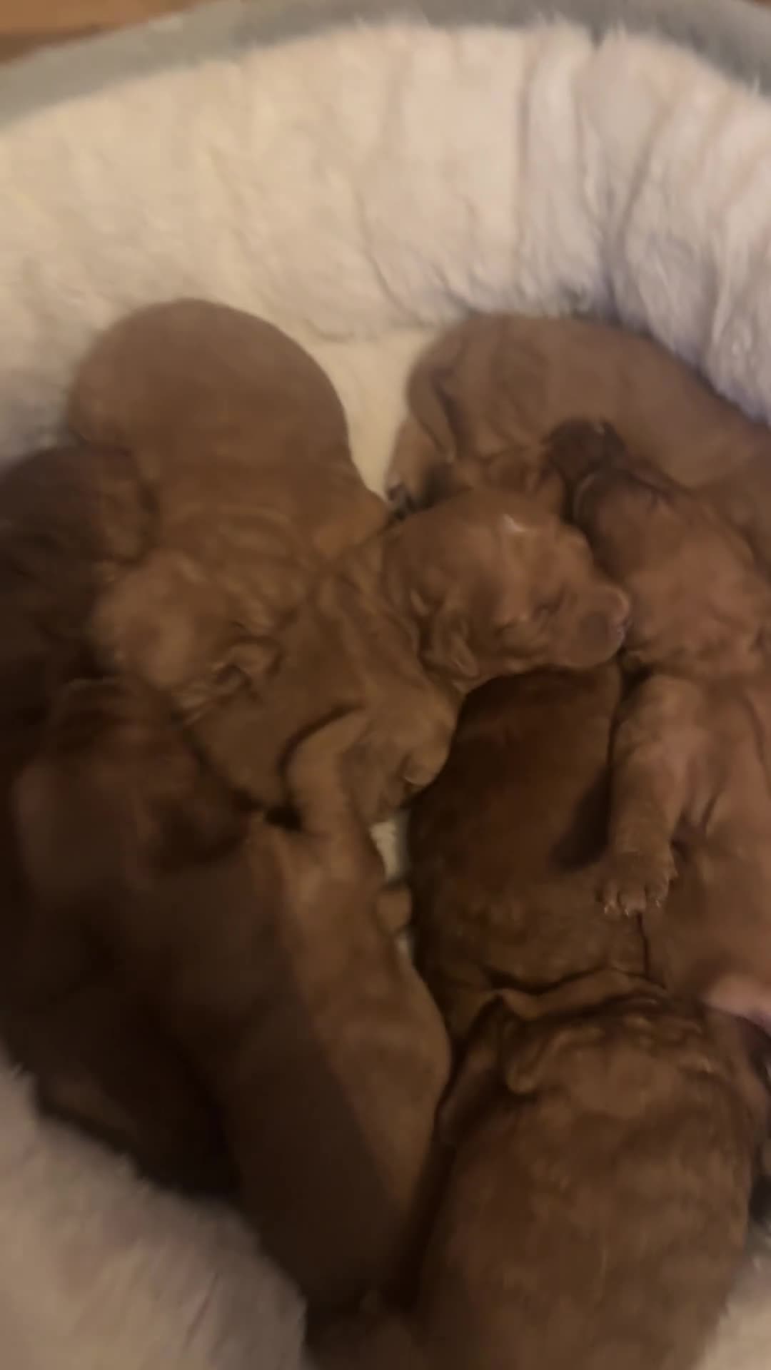 Cockapoo dogs for sale: Loving Cockapoo puppies  - Video 4