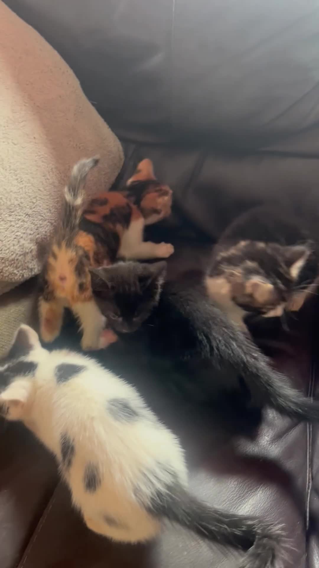 Mixed Breed cats for sale: 4 kittens looking for their forever homes  - Video 1