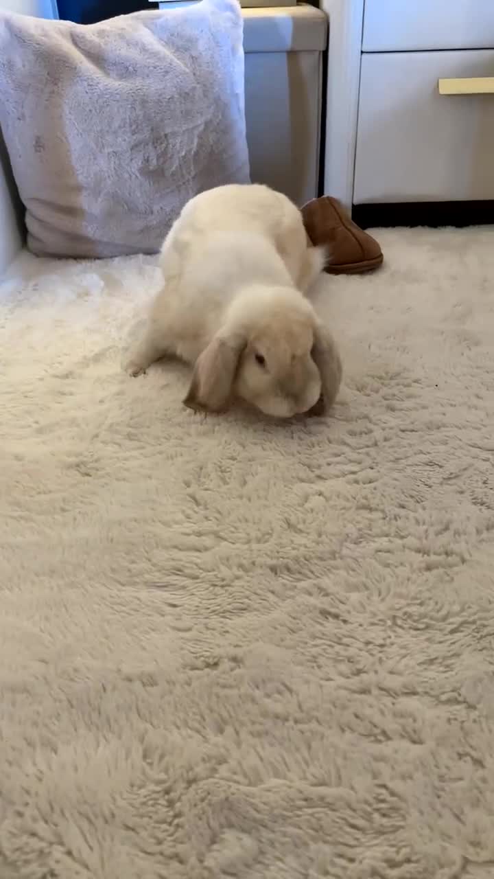 French Lop rabbits for sale: French lop male  - Video 1