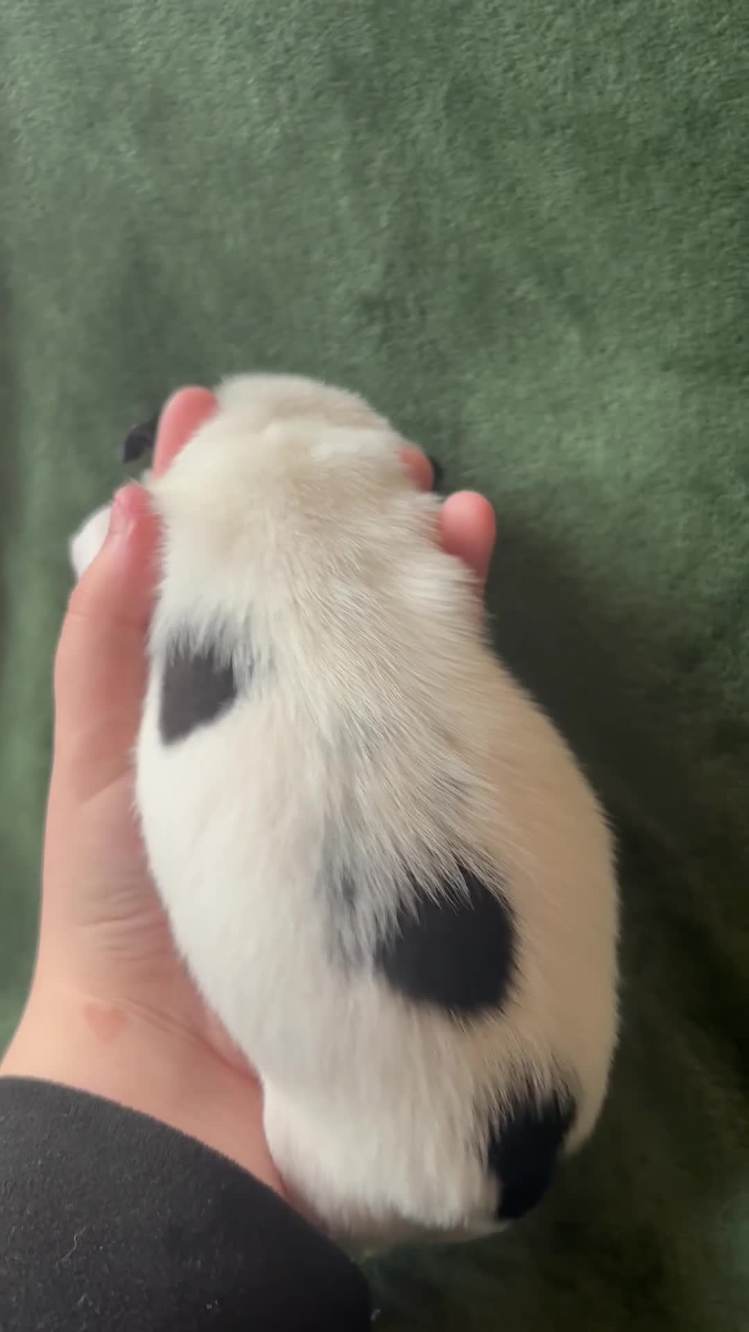 Jack Russell dogs for sale: Beautiful Jack Russell Pups 🩵🩷 - Video 4