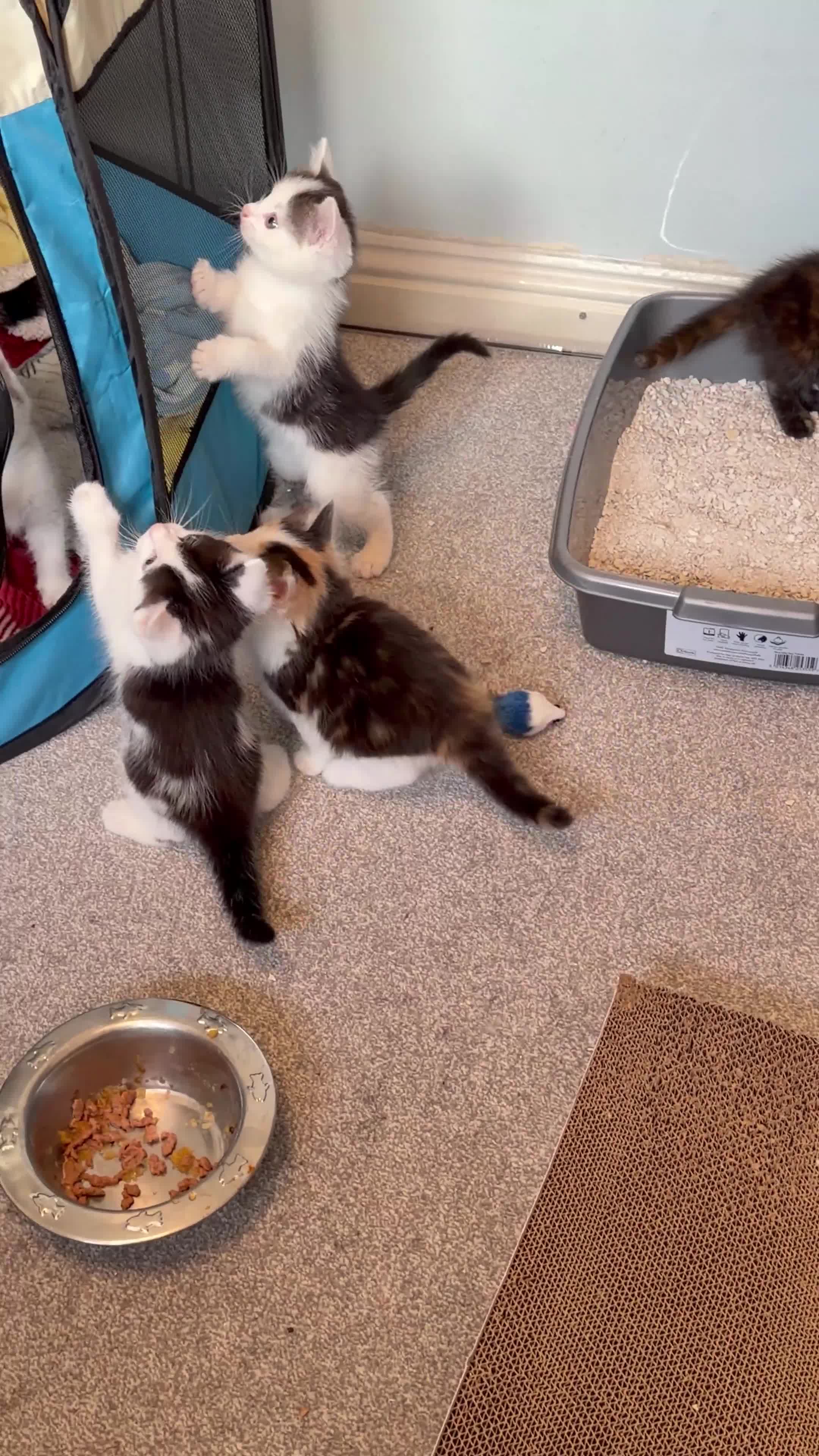 Mixed Breed cats for sale:  half ragdoll kittens for sale 2 male  in Glasgow - Video 1