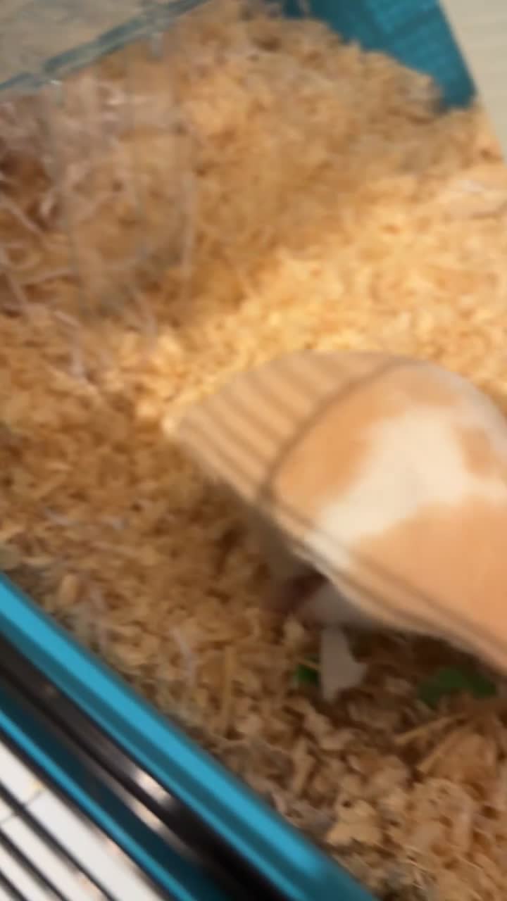 Hamster rodents for sale: Hamster looking for a home in Ipswich - Video 1