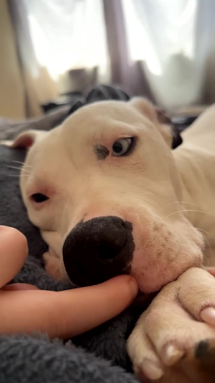 Bull Terrier dogs for sale: storm  - Video 1