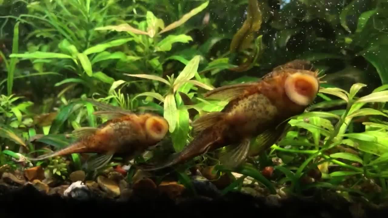 Plecos fish for sale: L144 Blue Eyed Bristlenose Pleco size 3 cm - Video 1