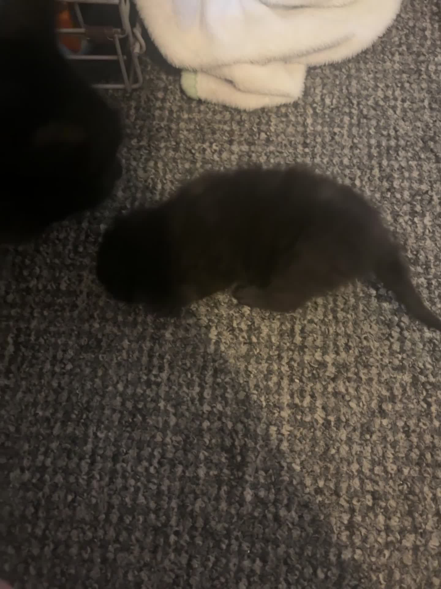 Mixed Breed cats for sale: Ready to leave 6th june-reduced to £70 - Video 2