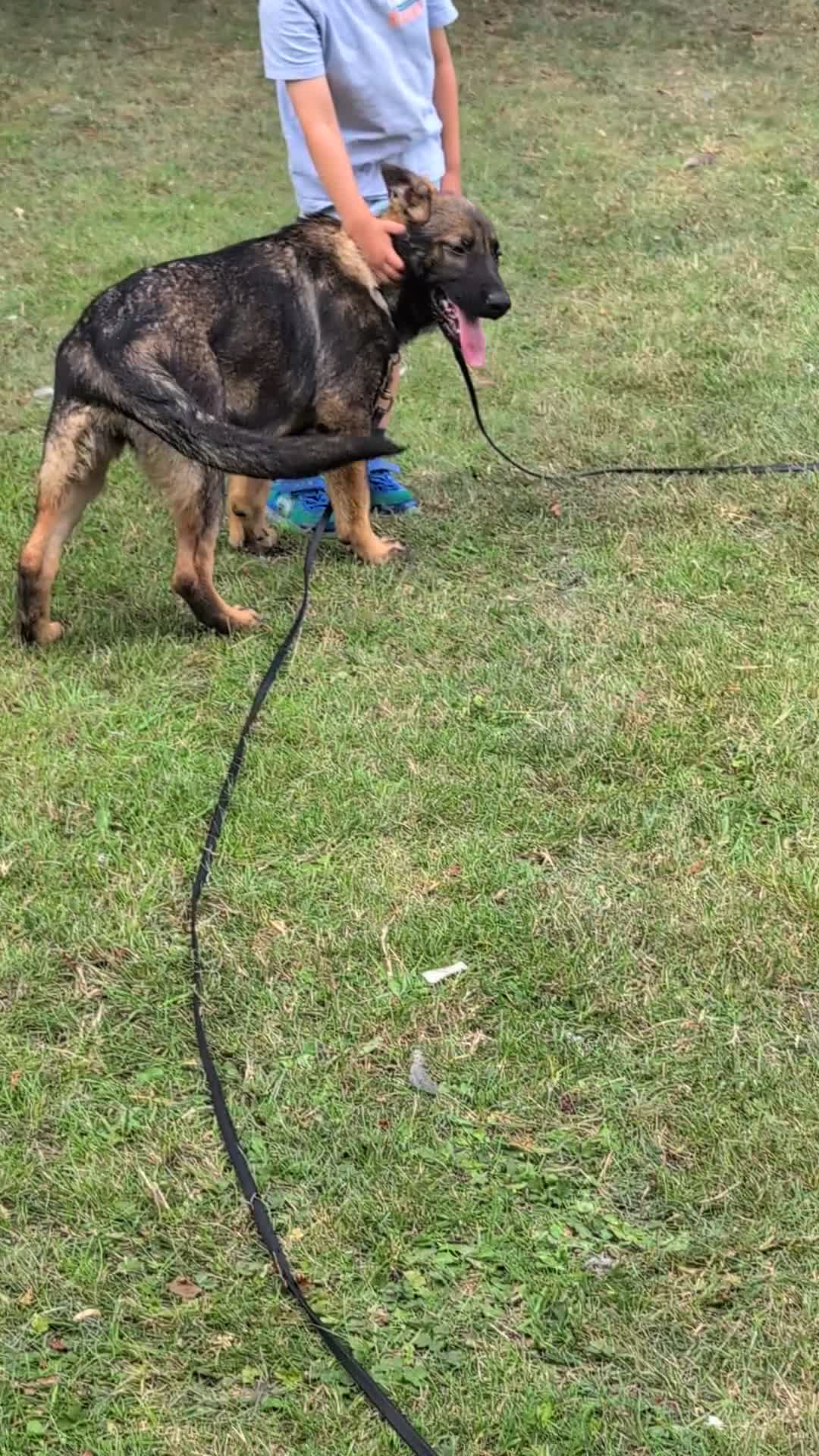 German Shepherd dogs for sale: German Shepherd puppies  in Scunthorpe - Video 2