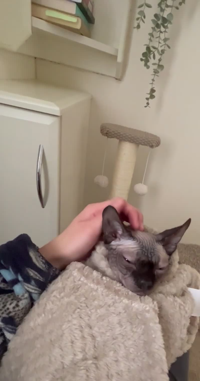 Sphynx cats for sale: Looking to rehome mushroom  in Dewsbury - Video 3