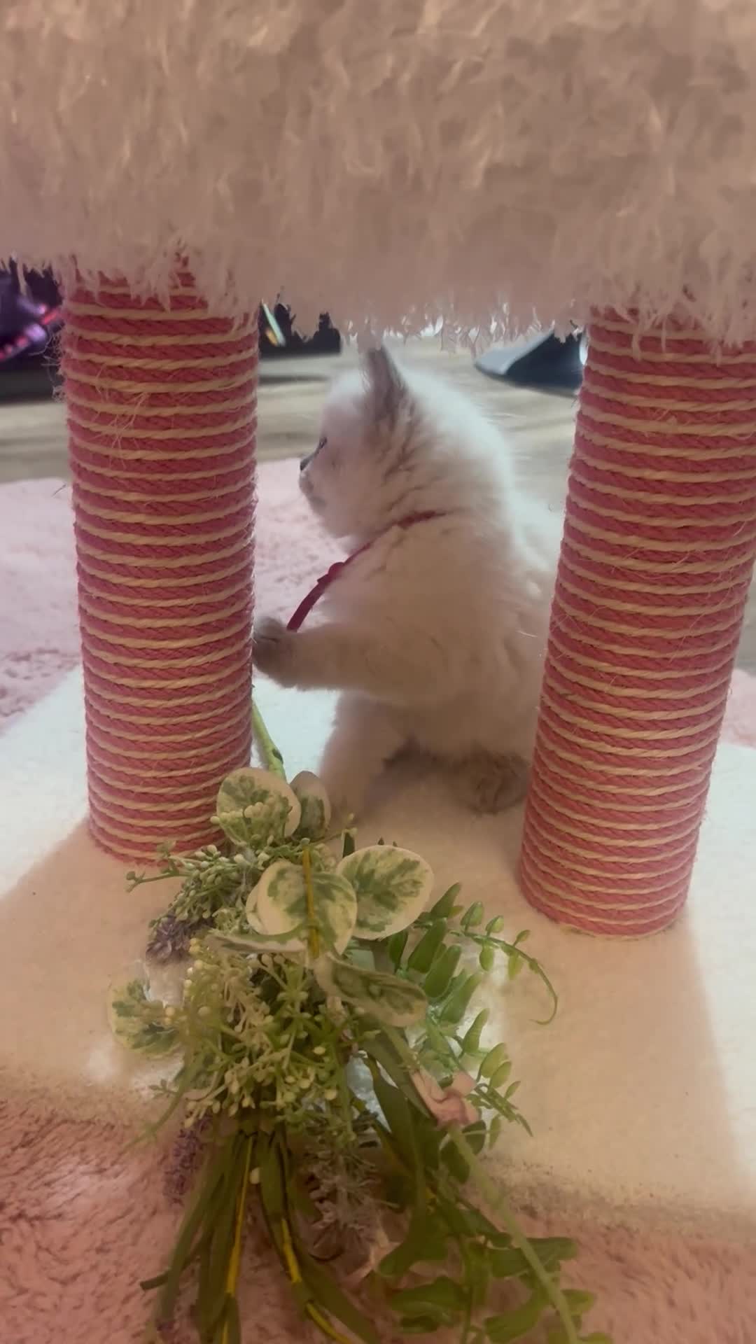 Ragdoll cats for sale: Pawtrait Perfect Ragdoll kittens in Hemel Hempstead - Video 1
