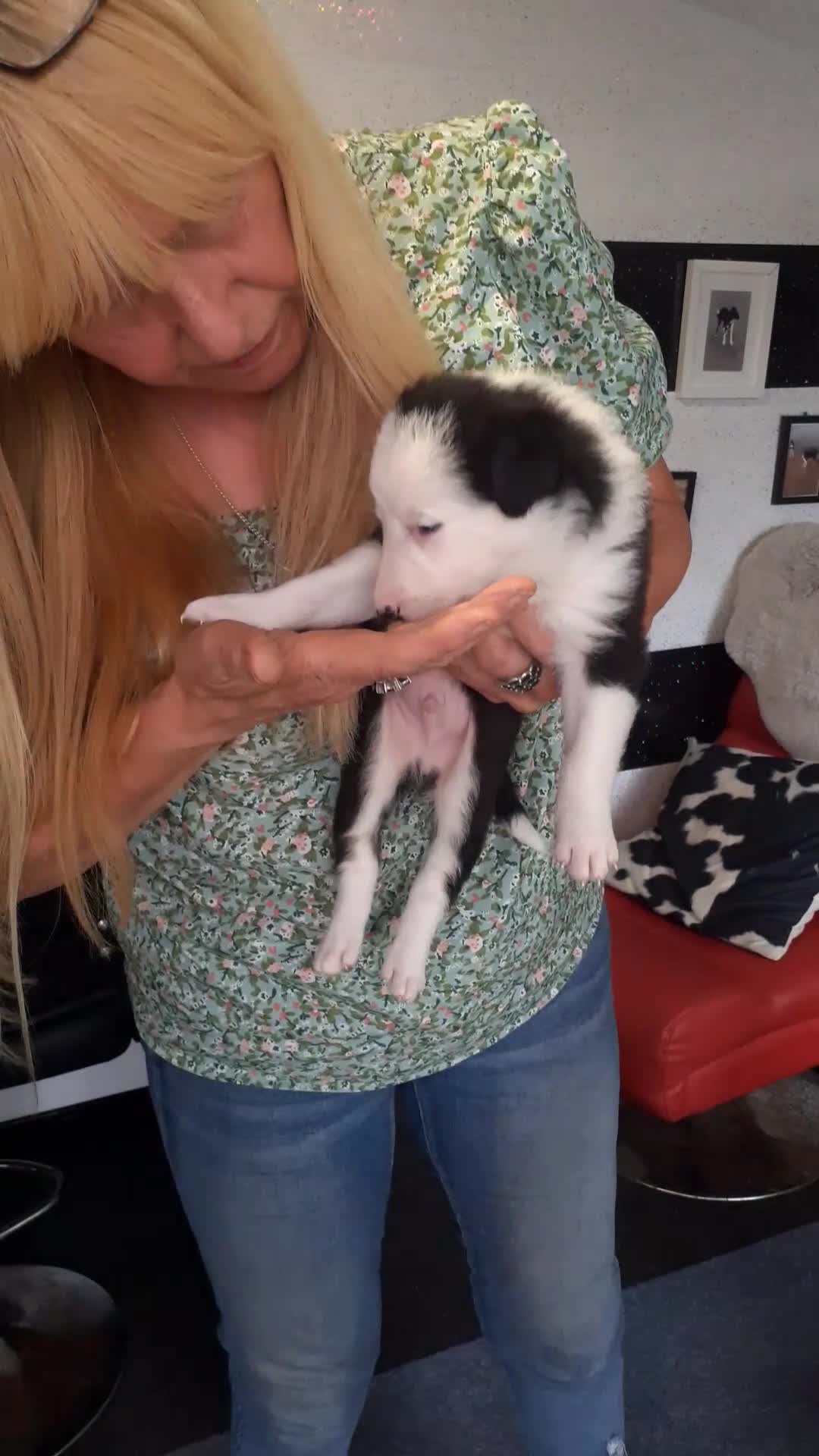 Border Collie dogs for sale: Border collie pups - Video 2