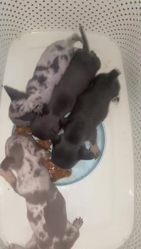 Chihuahua dogs for sale: Loving home needed🐶🐾🩷 - Video 1