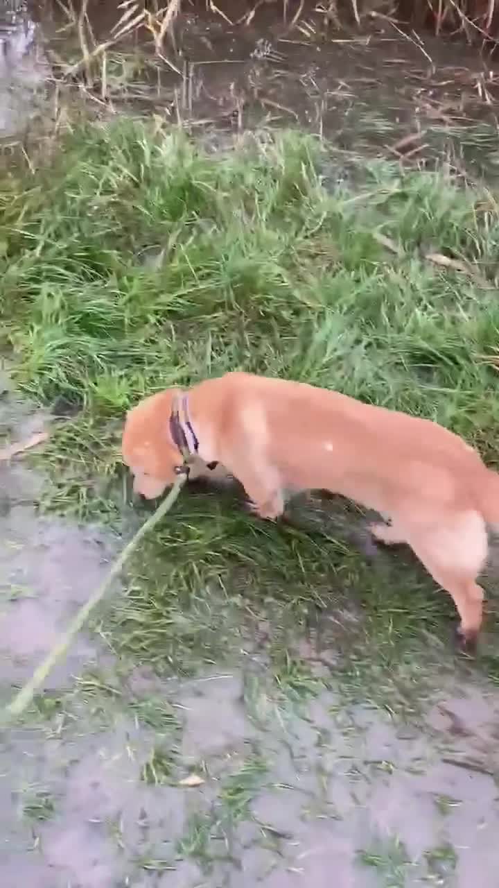 Mixed Breed dogs for adoption: HERSEY  - Video 2